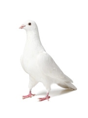 White dove isolated on white