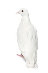 White dove isolated on white