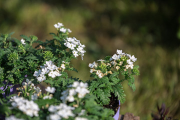 Little White Wildflowers and Green Leaves in a Garden