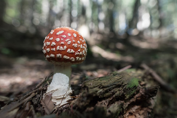 Mushrooms in the sunny forest