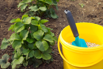 fertilization of strawberry plants, granulated fertilizer in a bucket 