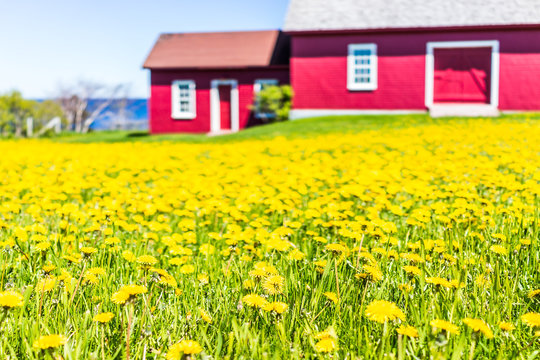 Red painted shed with yellow dandelion flowers and view of Saint Lawrence river in La Martre in the Gaspe Peninsula, Quebec, Canada, Gaspesie region, vibrant colors
