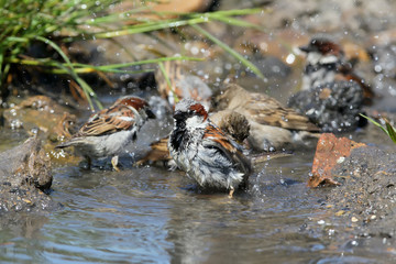 A flock of house sparrows bathed in a pool of water