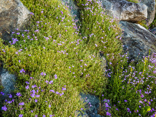 Obraz premium Wallflowers (Erysimum) on the rocky wall