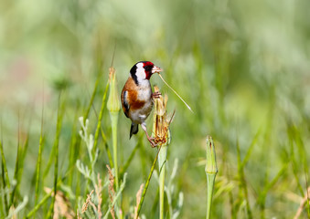 An adult goldfinch sits on the grass and holds a thin blade of grass in its beak