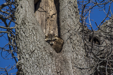 Raccoon in Hollow Tree