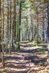 Vertical path in sunny bright forest on trail with nobody in Bonaventure Island, Quebec, Canada, fairy tale