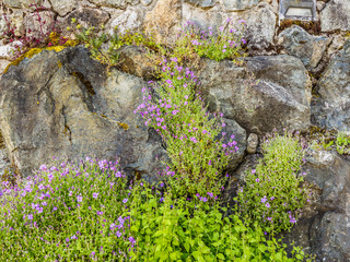 Wallflowers (Erysimum) on the rocky wall