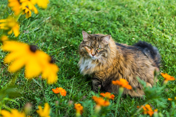 Naklejka na ściany i meble Fluffy, large maine coot cat sitting outside by flowers in summer looking, green eyes
