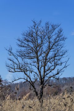 Silhouette of a leafless tree against a blue sky in winter season. Single oak tree leafless against winter blue sky.