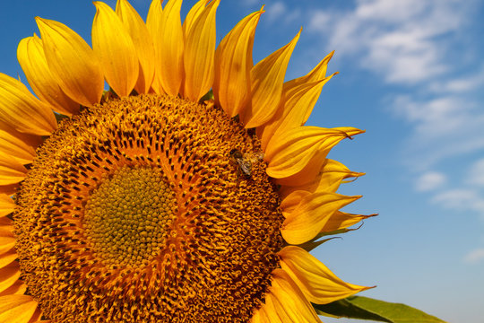 the blossoming sunflower with a bee close up