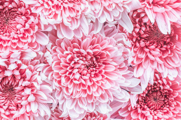 Background texture abstract chrysanthemum pink flowers spring