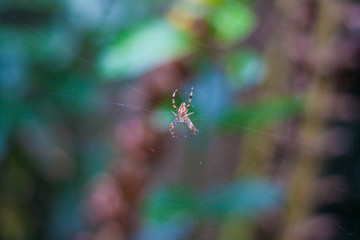 araignée dans le jardin