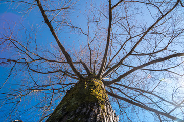 swamp cypress branches without leaves on blue sky, sunny day