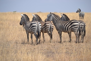 Fototapeta na wymiar Zèbres du Serengeti