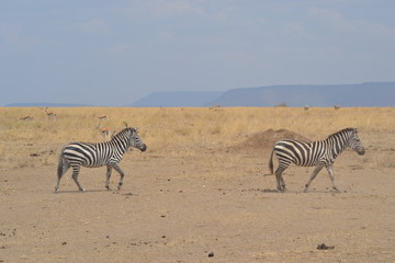 Fototapeta na wymiar Zèbres du Serengeti