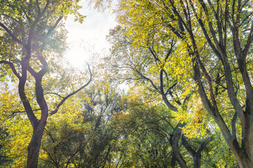 Manhattan New York City NYC Central park with trees up, nobody, sun sunlight in sky in autumn fall season with yellow vibrant saturated foliage