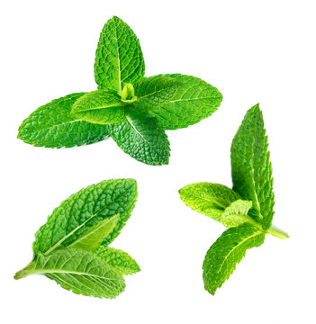 Fresh spearmint leaves isolated on the white background. 