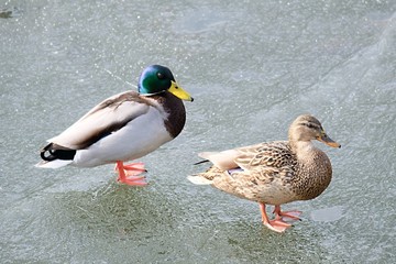 two mallard duck on frozen lake
