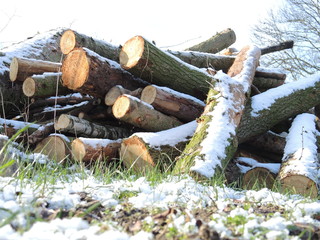 Brennholz zum sägen