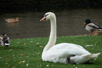 White swan close-up on green grass near water surrounded by ducks