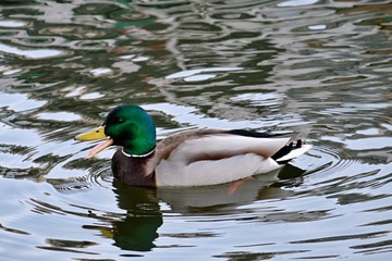 mallard duck swims on the lake , beautiful open beak
