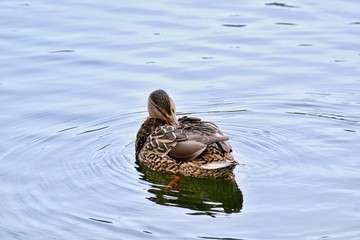 mallard duck swims on the lake