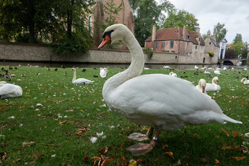 White swan close-up with metal ring-marker on the paw