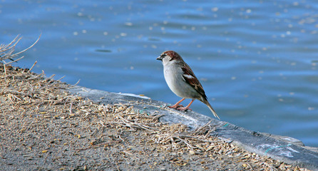 petit moineau