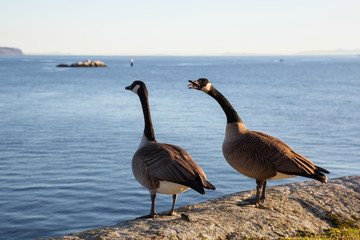 Couple geese standing on a rock and yelling. Taken in Whytecliff Park, Horseshoe Bay, Vancouver, British Columbia, Canada.