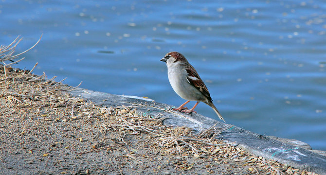 petit moineau