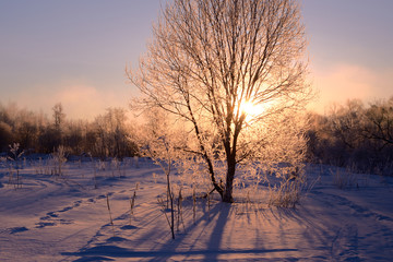 Tree illuminated by the rising sun