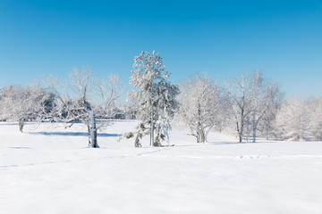 Fototapeta na wymiar Winter natural landscape, the white trees after snowfall.