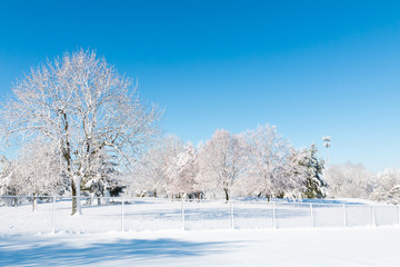 Winter natural landscape, the white trees after snowfall.