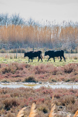 Les taureaux noirs de Camargue