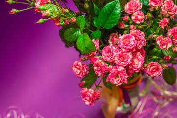 bouquet of small roses on violet background