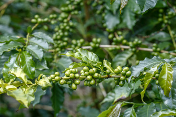 Coffee plant filled with green fruits