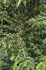 Fototapeta na wymiar Coffee plant filled with green fruits