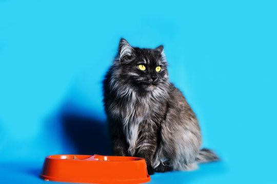 grey cat with yellow eyes with a bowl of food on blue background