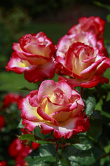 Red and white roses