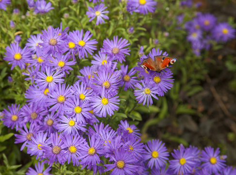 Purple flowers and butterfly