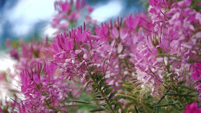 Spider flowers ( Cleome hassleriana ). Royalty high quality free stock footage of blooming spider flower at organic flower garden. Spider flower is beautiful