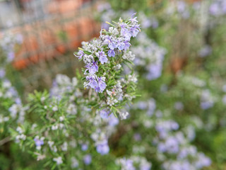 resh Rosemary Herb grow outdoor. Rosemary leaves Close-up.