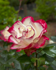 White and red rose