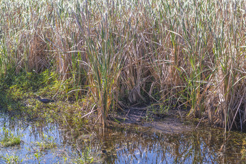 Wetlands