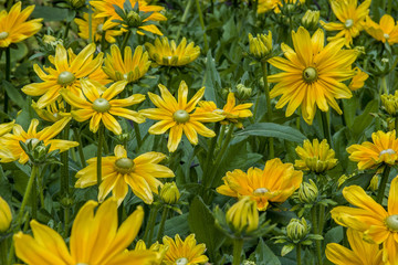 Field of yellow flowers 