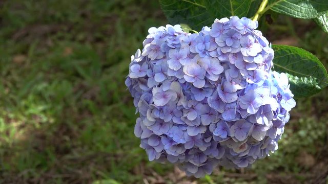 Hydrangeaceae flower. Royalty high quality free stock footage of beautiful hydrangeaceae (Hydrangea) flower in a garden