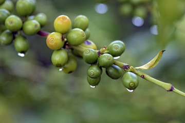 Coffee plant filled with green fruits