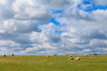 Fototapeta premium Sheeps near Stonehenge landscape England