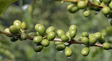 Coffee plant filled with green fruits